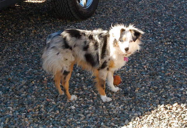 My mini Australian Shepherd Nikki
