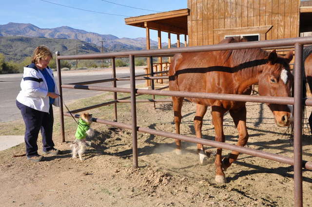 Teddy Bear trying to meet the horses