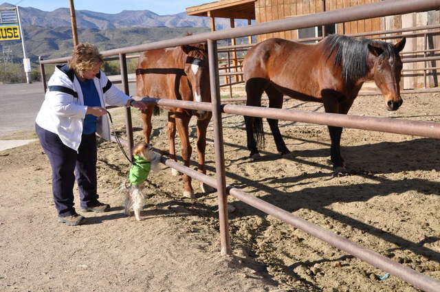 Teddy Bear trying to meet the horses