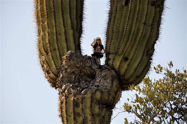 The ORW on a Giant Saguaro cactus