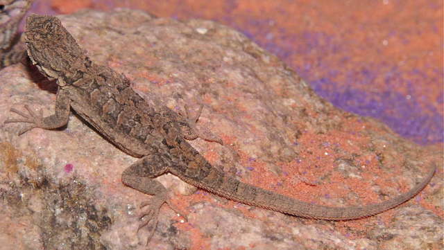 Marley the lizard