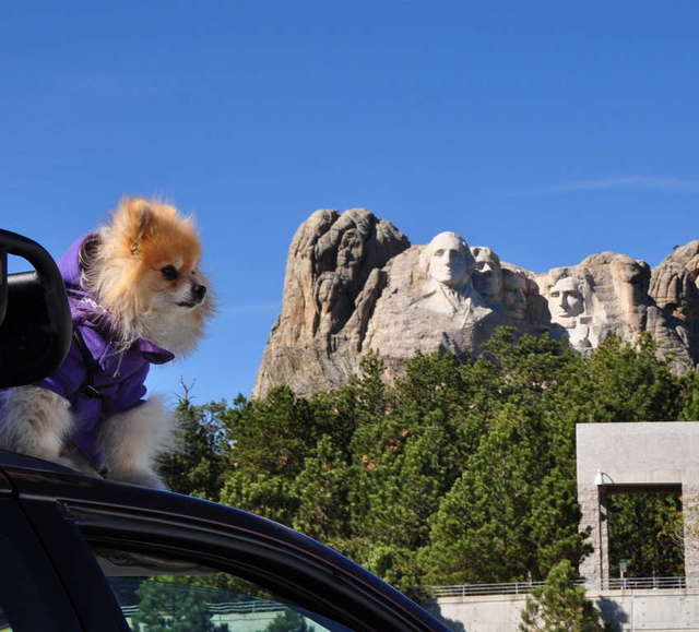 Teddy Bear at Mt. Rushmore - October 2010