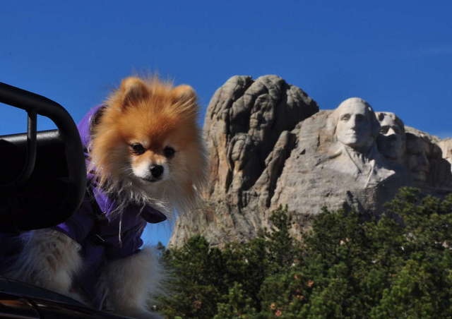Teddy Bear at Mt. Rushmore - October 2010