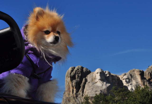 Teddy Bear at Mt. Rushmore - October 2010