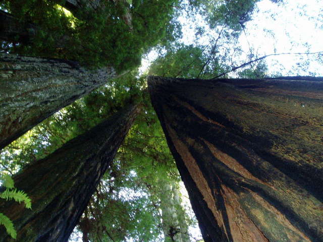 Looking up forever