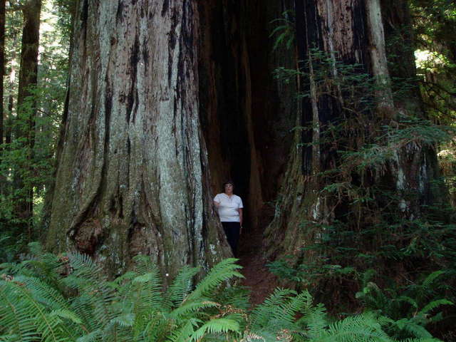 The Old Lady by the Old Tree