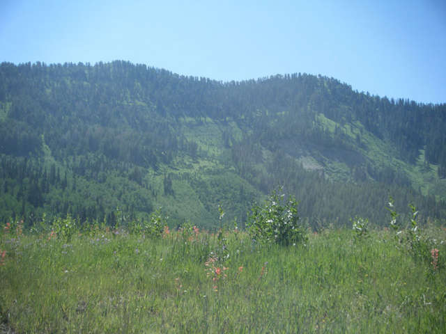 ForeAndBack