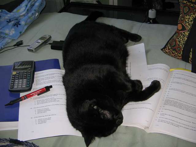 My kitty
