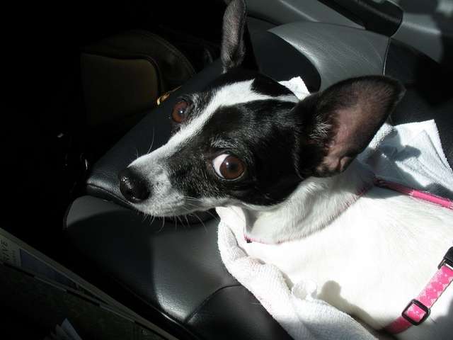 White fur, black seats