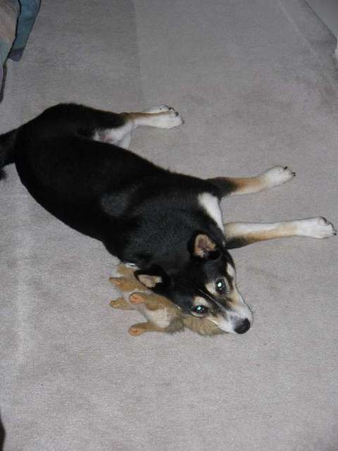 My puppy...