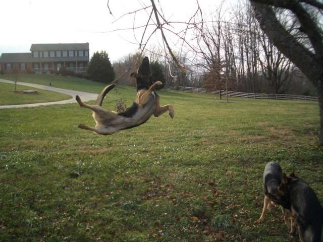 GSD