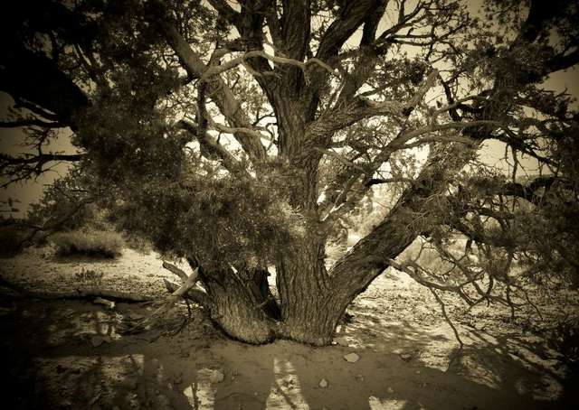 MOAB_TREE