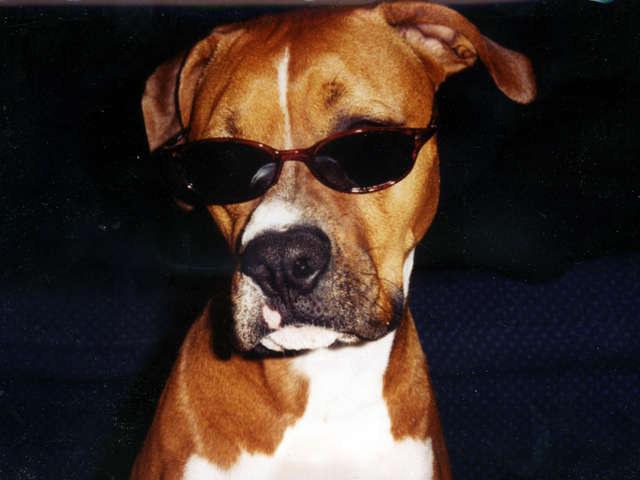 Maya