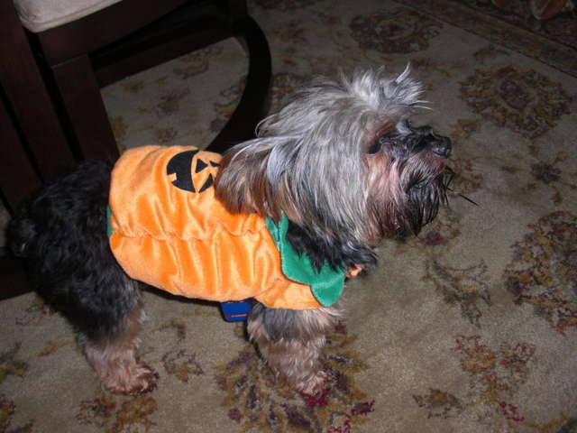 Micro_pumpkin