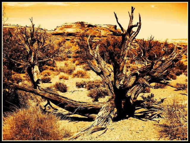 Moab_2010_Tree