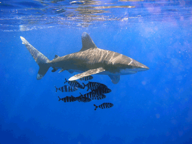 oceanic white tip