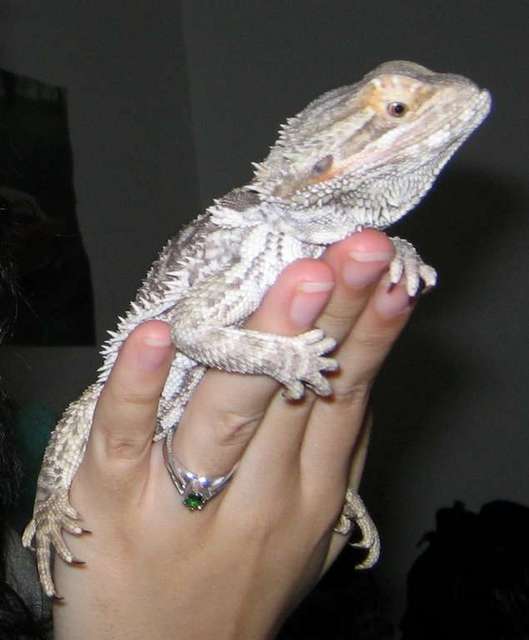 My Beardie