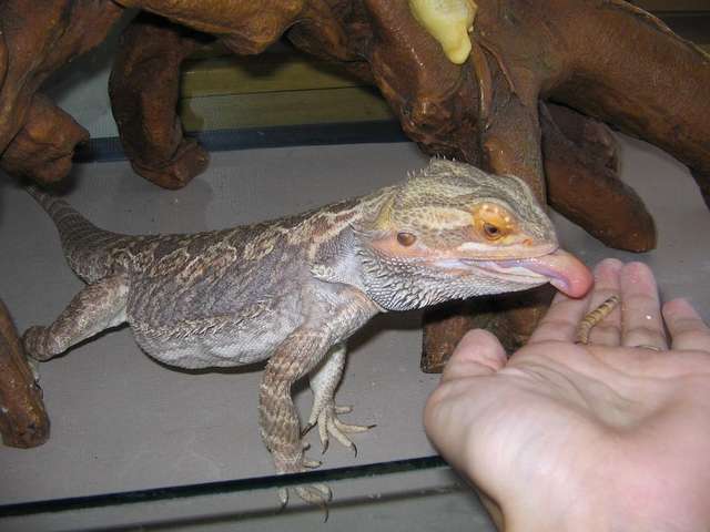 Ozzy_013