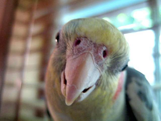 BoyBird!