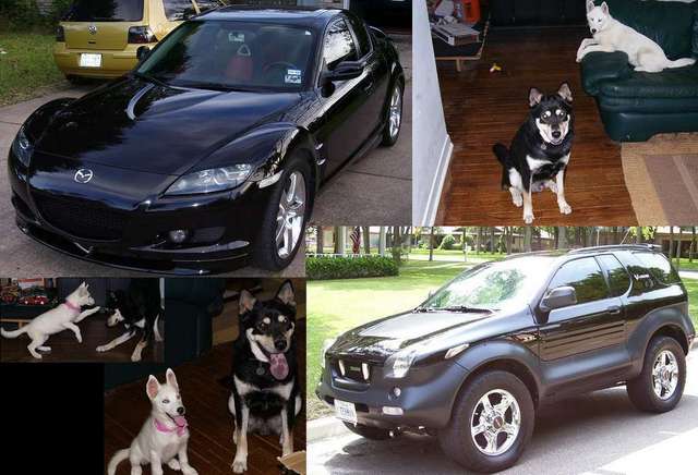 RX8 my wonderful dogs and the LittleBeast