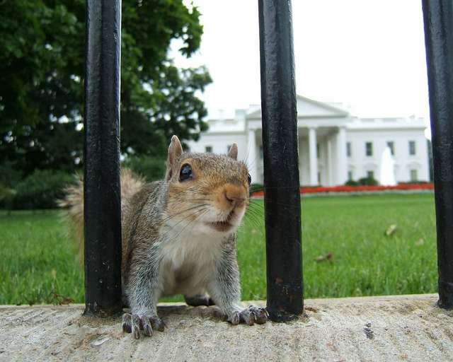 The Executive Squirrel