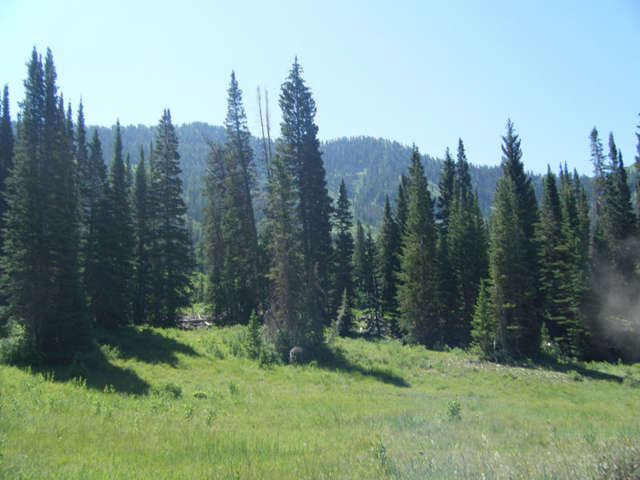 Trees
