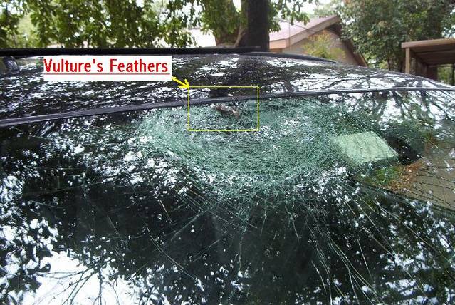 VultureFeathers