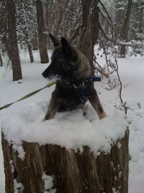 Wrath-Playing in the Sierra(snowshoeing)