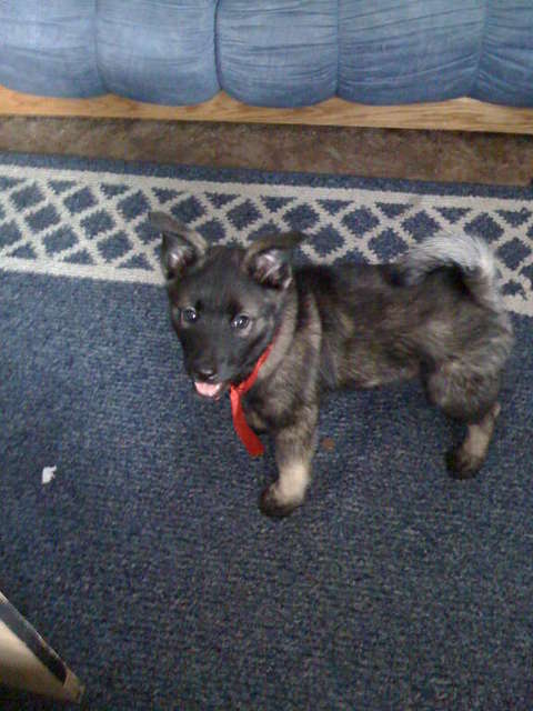 Wrath-12 weeks old