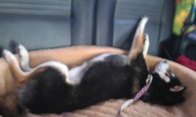 Road trip companions...