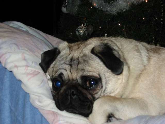 Pug's Pathetic Look