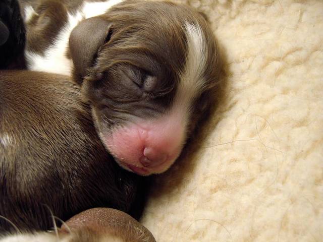 pup