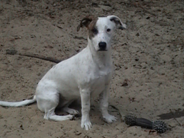 pets002