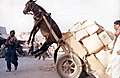 1102281966_poor_donkey.jpg