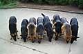 All_eight_dogs_on_driveway2.jpg