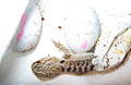 Babies_033.jpg