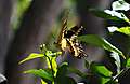 Butterfly.jpg