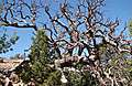 DSC02637.JPG