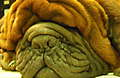 DSCF0137.JPG