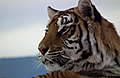 DSCF2375.JPG