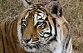 DSCF2384_2.JPG