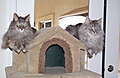 DSCF29101.JPG