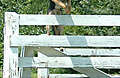 Johann_jumping_fence.jpg