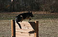 Johann_jumping_fence2.jpg