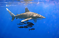 Oceanic_Whitetip_Shark.png