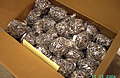 PICT1108.JPG