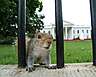 The_Executive_Squirrel.jpg