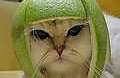 cat_hat.jpg