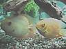 goldie_and_friend_009.jpg