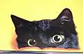 jpgpeekcat.jpg